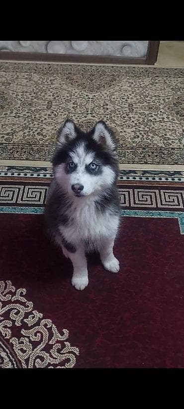 satdiq danalar: MALAMUT cinsi satilir bala cox saglamdi 3 ayliqdi senedleri verilir — 2