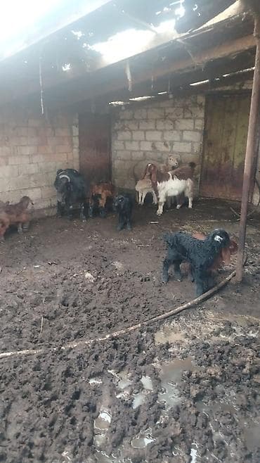 ingilis setteri itinin digər adı: 21 baş hələp keçisi 23 çəpiş kom satılır — 5