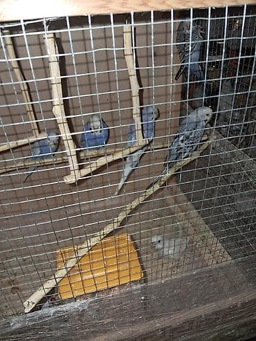 Balıqlar: Salam tutuquşular satılır 6 ədəd baladılar.Qəfəs su və yem qabı bir — 4