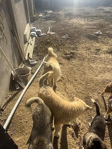 pers pisiyi satilir: Akita-inu, 6 ay, Erkek — 10