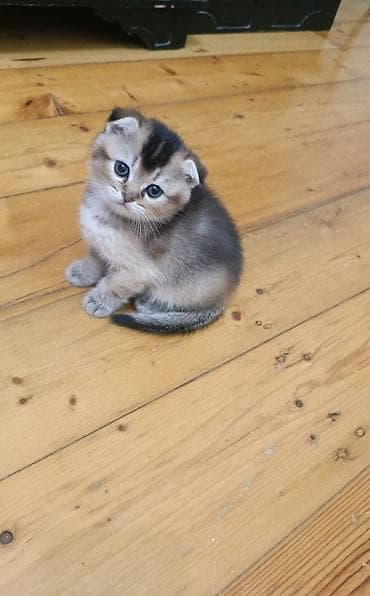 xərçəng satışı: Şinşilla, Dişi — 3