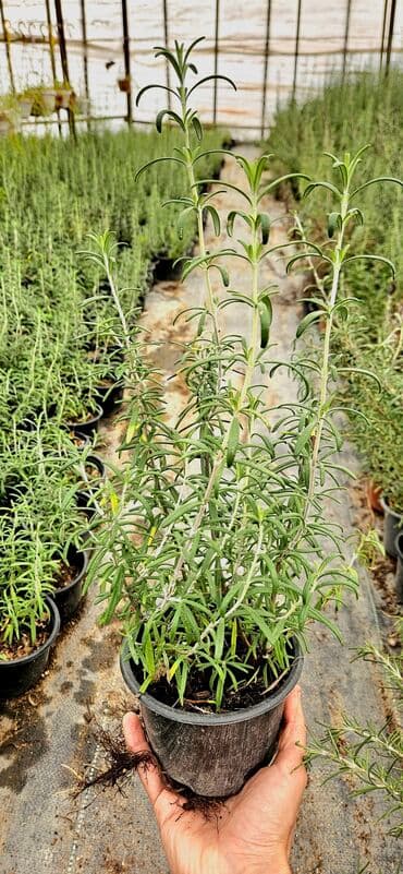 101 qizil gul ucuz: Rozmarin. qablarda3000 (üçmin) dən çoxdu 1 manata, çox aparan üçün — 3