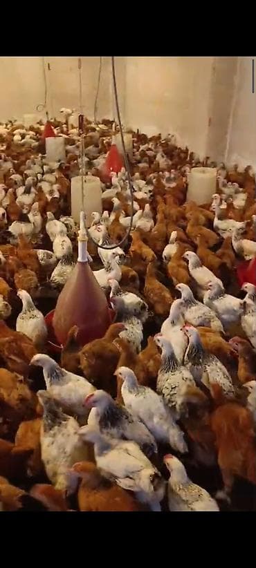 alman afçarkası balası: NOVXANİ TAM SAĞLAM 3 AY DAMAZLİQ ✅0️⃣5️⃣5️⃣-7️⃣7️⃣8️⃣-0️⃣9️⃣-8️⃣8️⃣ — 1