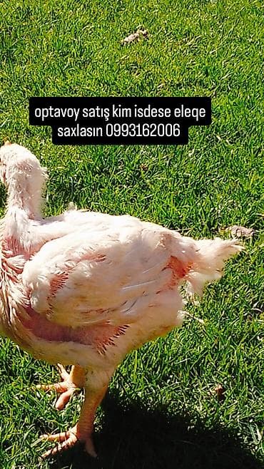 toyuq ferma: Toyuq, Broyler, Ətlik — 1