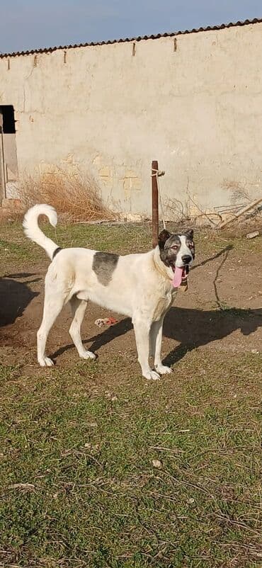 Lexus: Qurdbasar, 2 il, Erkek, Peyvəndli, Rayonlara çatdırılma — 7