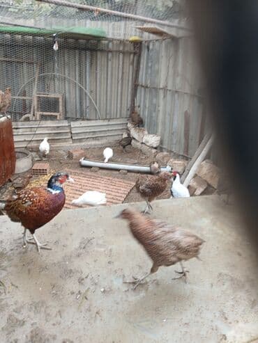 gence toyuq cuce: Digər quşlar — 3