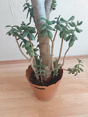 Комнатные растения: Pul ağacı (Krassula) Çox gözəl və yetişkin Pul ağacı (Crassula ovata) — 4