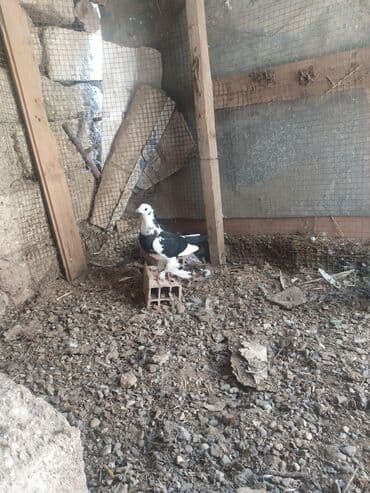 goyercin yuvasi: Salam 13 ədəd quşdu hamsina 80 manat verən olsa verəcəm tək birinci — 3