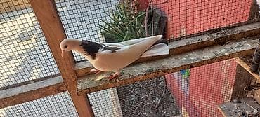 goyercin berde: Mayadi 15 manata — 3
