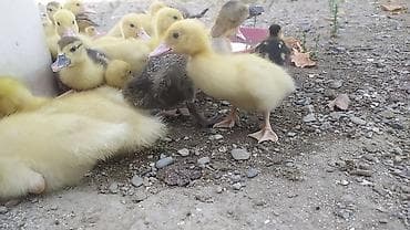 Muscovy (hinduşka ördəyi) cücələri – sağlam və aktiv bala ördəklər — 2