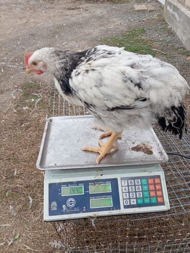 Kənd təsərrüfatı quşları: Cins toyuqlar – ətlik-yumurta istiqaməti - Rəng: ağ lələklər üzərində — 7
