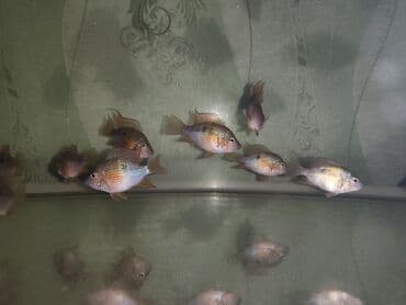 Heyvanlar üçün mallar: Eliot balığı, Yırtıcı, Ünvandan götürmə — 2