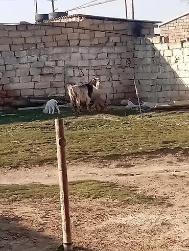 Ördəklər: 4 əmcəyi var əkiz balali di əkəy di balası da 2 də əkəy di 2 gün olub — 5