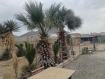 baltalar: Dekorativ palma ağacları – həyət və bağ üçün - Növ: Fan şəkilli — 2