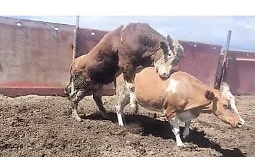 inek bazari: Dişi, Simental, il: 2, 600 kq, Damazlıq, Ödənişli çatdırılma — 2