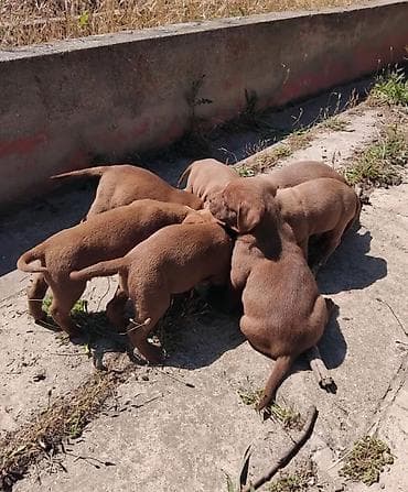 pitbull itleri: Pitbul, 2 ay — 3