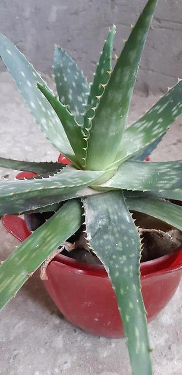 zolotoy us bitkisi: Aloye .Mualicevi.2 il — 3