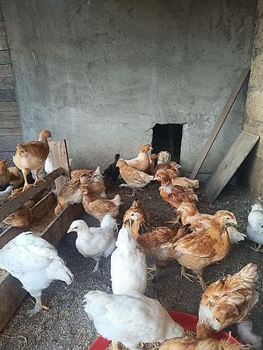 qus satisi: 2 ayliq etlik ve yumurtaliq cins colpalar,saqqali,ayagi tuklu ela — 10