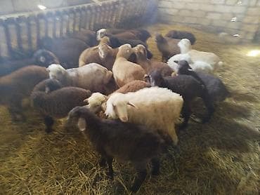 bildircin satisi: Qoyun-quzu sürüsü satılır - Növ: yerli ətlik-quzuluq qoyunlar — 3