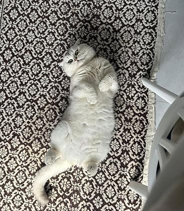 Şotland yastı qulaq