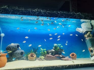 betta balıq: Цихлазома меека nin balalarıdi . 1.5 sm - 2 azn — 3