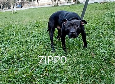 Akvariumlar: Pitbul, 2 ay, Erkek, Sənədli, Ödənişli çatdırılma — 2