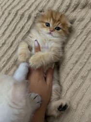 pişik tualet: Qızıl şinşilla — 3