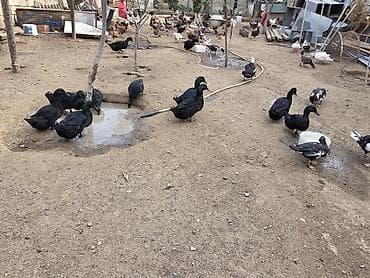 ordey satisi: Təmiz qara erkəy dişi kayuqa sortu satılır.Fərə yumurtalayır. Vaçapnan — 2