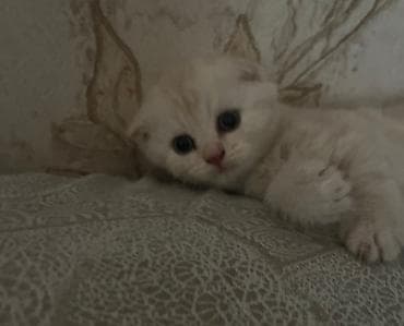 Şotland yastı qulaq — 9