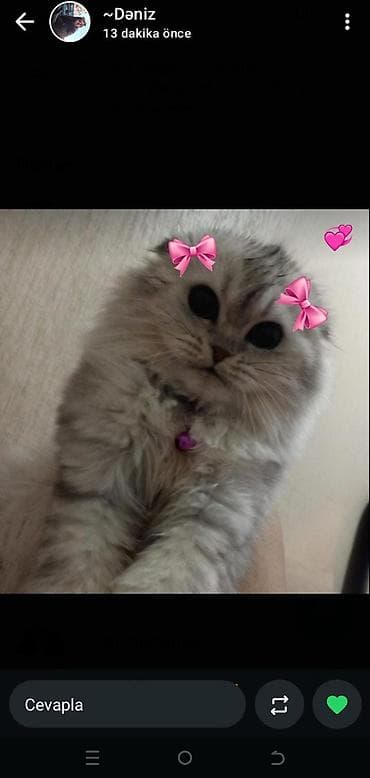 pişik latok: Britan — 1