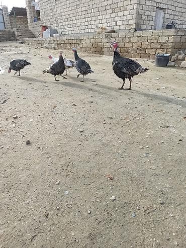 mehebbet quşu: Salam 1 erkək 3 dişi hinduşka satılır həyət şəraitində saxlanılır — 3