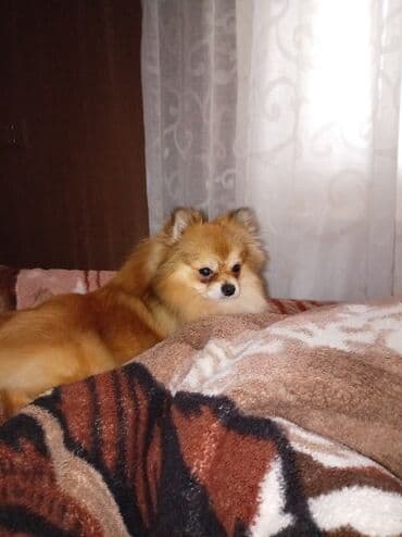 шпиц в баку: Шпиц, 1 год, Самец, Платная доставка, Самовывоз — 3