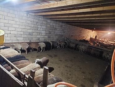 cuce satisi 2019: Hər çəkidə qurbanlıq quzularmız çıxdı satşa isdeyenler önceden sfariş — 4