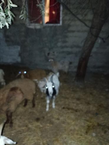 helep keci: Qoyun-keçi sürüsü - Şəkillərdə müxtəlif cinsli qoyun və keçilərdən — 8