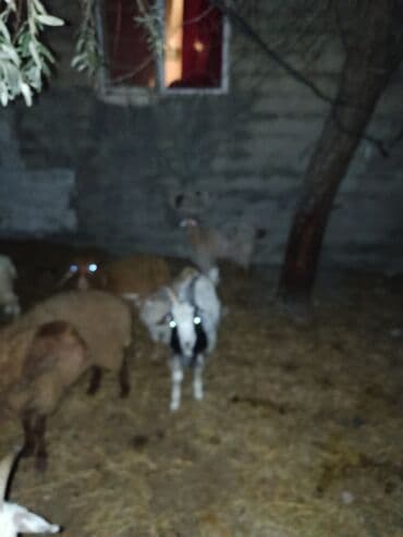 Qoyun-keçi sürüsü - Şəkillərdə müxtəlif cinsli qoyun və keçilərdən