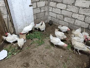 quş yuvası: Toyuq, Yumurtalıq — 10