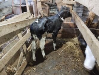 Inəklər, öküzlər: Satış: qarışıq cins buzov - Rəng: qara bədən, ağ baş və ağ — 4