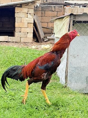 Satılır: uzunboylu, güclü bədən quruluşuna malik xoruz - Cins tipi