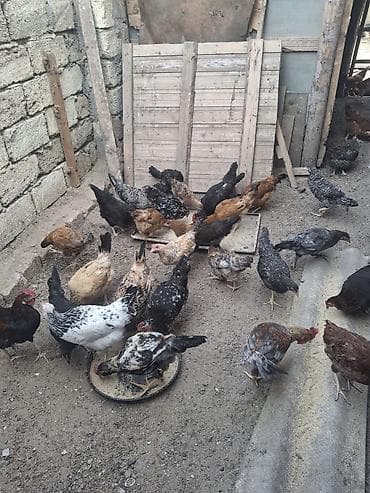 Toyuq, Damazlıq — 2