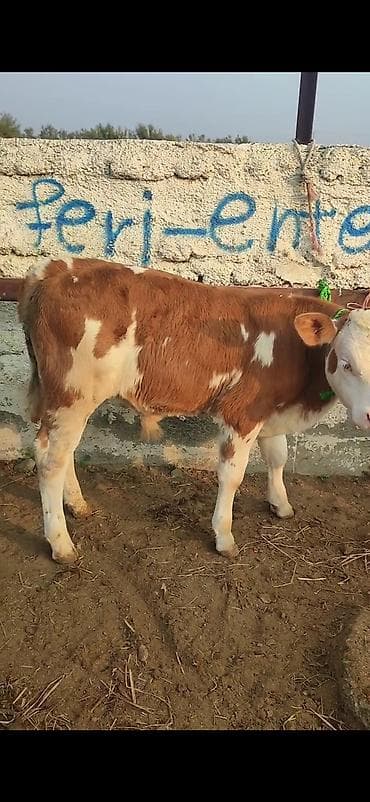 smental buzov: Simental cinsli dana - Rəng: qırmızı-ağ alaca, ağız-burun və baş ağ — 2