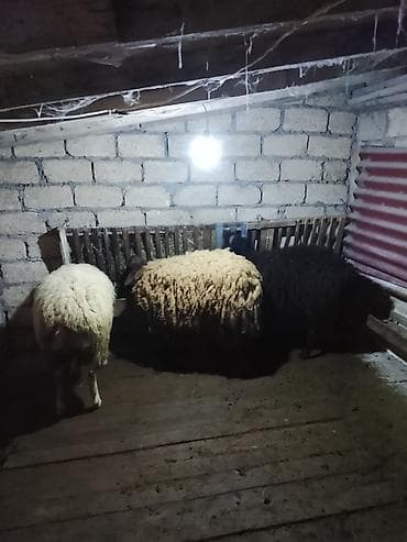 qoyunu: 3bas erkək toglular satılır öz qapı heyvanlarimdi arpa yemiş — 9