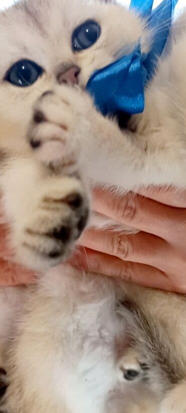 pişik boz: Britan, Erkək, Dişi, Yaxşı əllərə, Ünvandan götürmə — 3