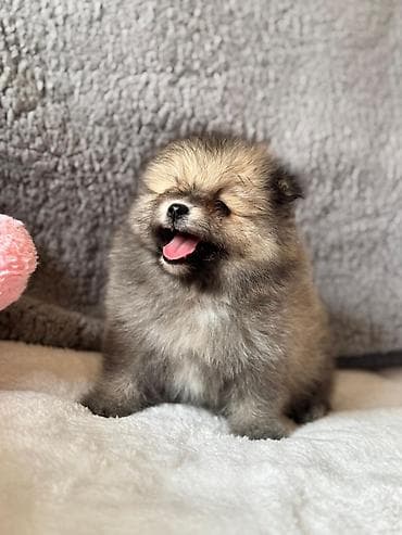 lalafo pisikler: Şotland — 5