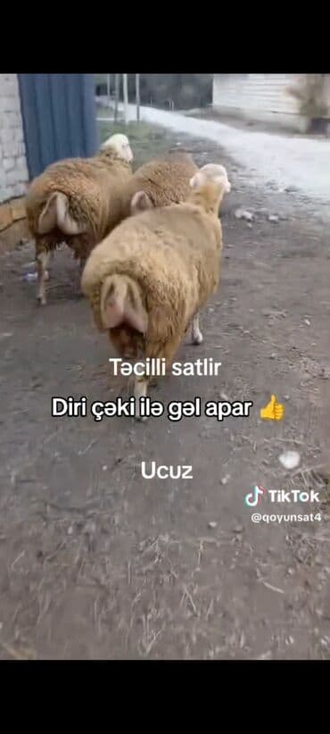Qoyunlar – diri çəki ilə 7.50azn verilir super toxumluq həmdə keskiye lalafo.az -da Qoyunlar – diri çəki ilə 7.50azn verilir super toxumluq həmdə keskiye