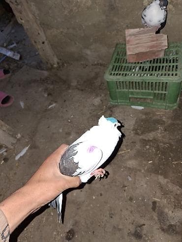 göyercinler: Göyərçin – dekorativ və uçuş üçün əlverişli növ - Rəng: əsasən ağ — 2