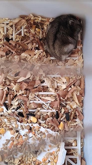 ucuz ev itləri: Cırtdan hamsterlər – aktiv və mehriban ev heyvanları Təqdim olunur: - — 2