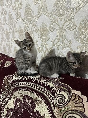 siyan pişik: Tabbi, Yaxşı əllərə — 3
