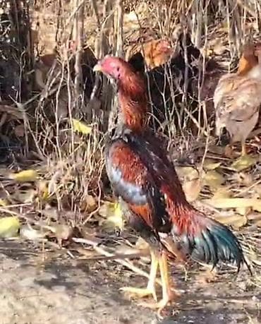 Məhsul: Gəlinciq/oyunçu tipli xoruz (uzunboyun, yüngül bədən quruluşu)