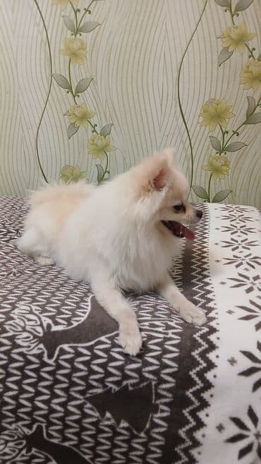 ingilis setteri it cinsinin adı: Şpitz, 11 ay, Dişi, Peyvəndli — 3