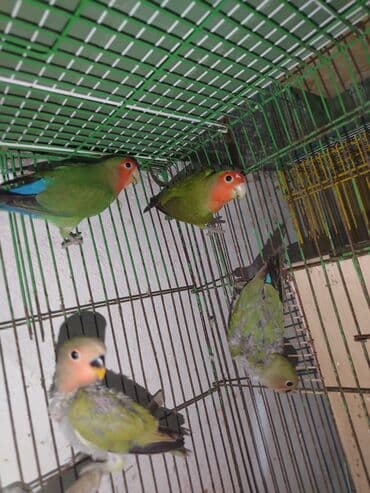 Erkey dişi Nirazulçik 2 balası var Tel:+994 50 634 42 87